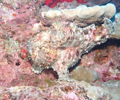 Antennarius commerson