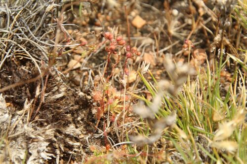 Drosera nitidula