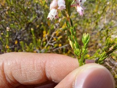 Erica verecunda