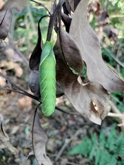 Marumba