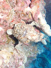 Antennarius commerson