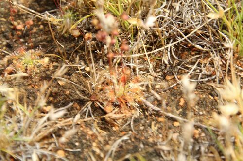 Drosera nitidula