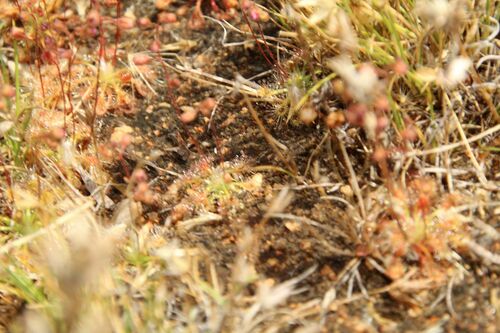 Drosera nitidula
