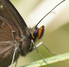 Tisiphone abeona albifascia