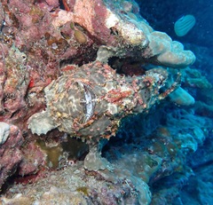 Antennarius commerson