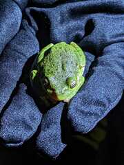 Hyla gratiosa