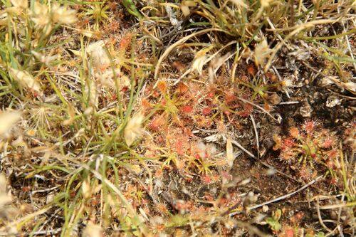 Drosera nitidula