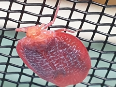 Gyponana gladia