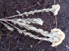 Helichrysum bracteiferum