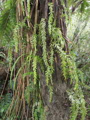 Tmesipteris tannensis