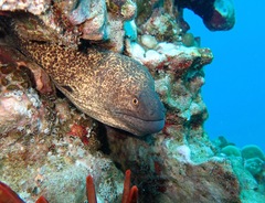 Gymnothorax flavimarginatus