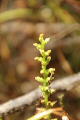 Microtis eremaea