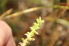 Microtis eremaea