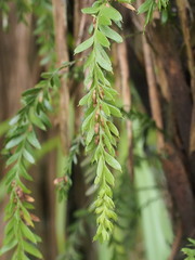 Tmesipteris tannensis