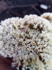 Helichrysum bracteiferum