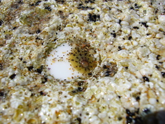 Cellana radians