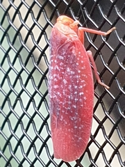 Gyponana gladia