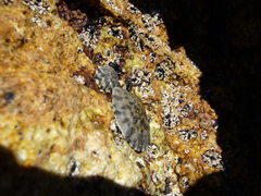 Cellana radians