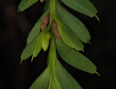 Tmesipteris tannensis