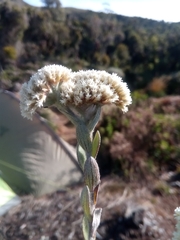Helichrysum bracteiferum
