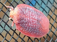 Gyponana gladia