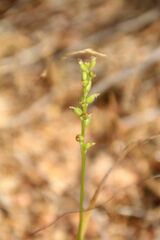 Microtis eremaea