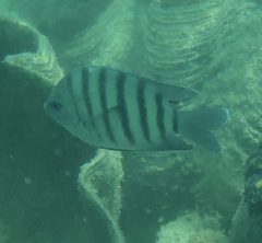 Abudefduf bengalensis