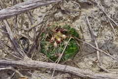 Thelocactus bicolor bicolor