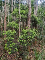 Acrotriche aggregata
