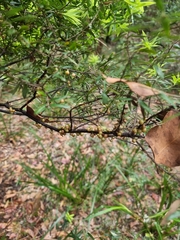Acrotriche aggregata