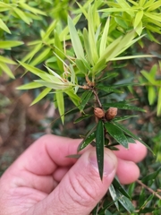 Acrotriche aggregata