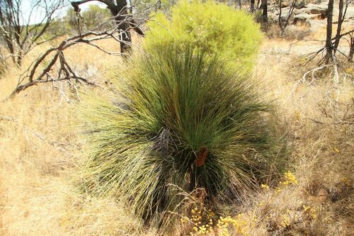 Image of Xanthorrhoea nana by (c) Em Lamond, some rights reserved (CC BY)