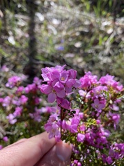 Boronia microphylla