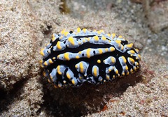 Phyllidia varicosa