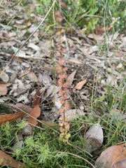 Drosera platypoda