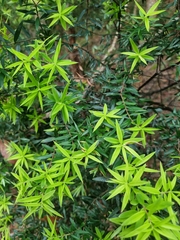 Acrotriche aggregata