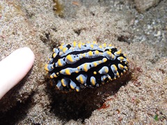 Phyllidia varicosa
