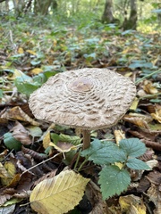 Chlorophyllum olivieri