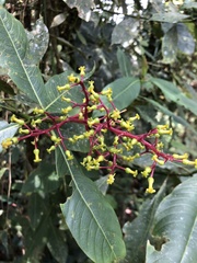 Palicourea corniculata