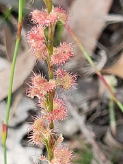 Drosera platypoda