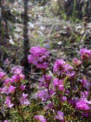 Boronia microphylla