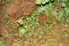 Asplenium subglandulosum