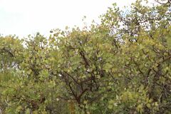 Eucalyptus orbifolia