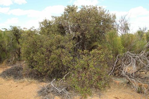 Eucalyptus orbifolia, photograph 1