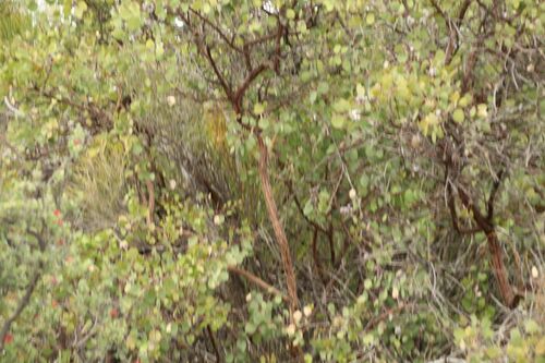 Eucalyptus orbifolia, photograph 2