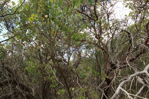 Eucalyptus orbifolia, photograph 3