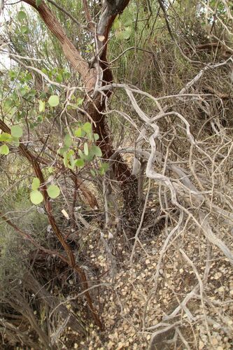 Eucalyptus orbifolia, photograph 4