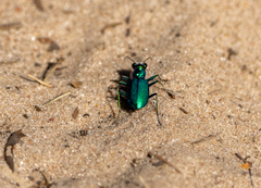 Cicindela scutellaris