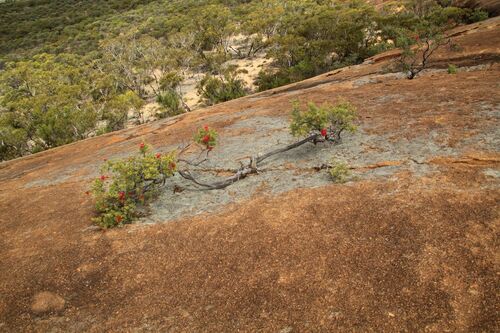 Image of Kunzea pulchella by (c) Em Lamond, some rights reserved (CC BY)