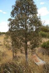 Brachychiton gregorii